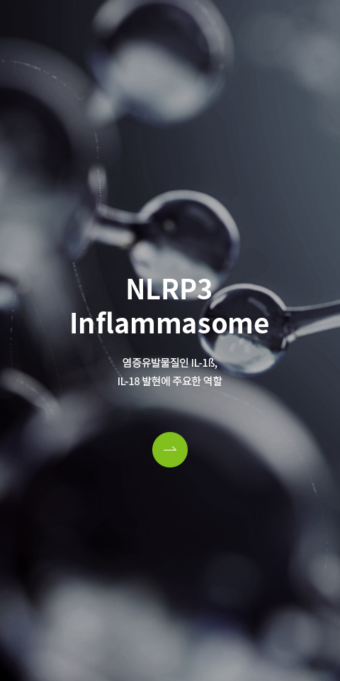 NLRP3 Inflammasome 바로가기